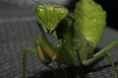 Mantis
