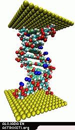 Una cadena de ADN situada entre contactos de tomos de metal puede funcionar a modo de dispositivo electrnico molecular. 
<i>Crdito: Centro de Nanotecnologa de Ames de la NASA.</i>
[<a href= http://www.ipt.arc.nasa.gov/dna.html target=_blank><u>Ms informacin</u></a>]
