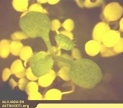Plantas en crecimiento tratadas genéticamente en el laboratorio de Boss y Grunden