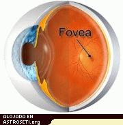 La fóvea es responsable de nuestra más nítida visión central.