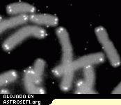 <a href= http://science.nasa.gov/headlines/y2006/images/telomeres/caps.gif target=_blank>Los Telmeros</a> (blanco) tapan los extremos de los cromosomas humanos (gris). Crdito imagen: Programa del Genoma Humano del Departamento de Energa de U.S.A. 
[<a href=http://gslc.genetics.utah.edu/features/telomeres/>Ms informacin</a>] 
