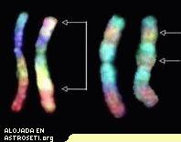 <a href= http://science.nasa.gov/headlines/y2006/images/telomeres/slide1_spanish.jpg target=_blank>Cromosomas humanos</a> revelados mediante RxFISH. 
Crdito de la Imagen: NASA/JSC. 
[<a href=http://science.nasa.gov/headlines/y2006/images/telomeres/durante_rr_165_51-58_06.pdf>Ms informacin</a>].
