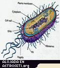 SAMPLE buscará bacterias