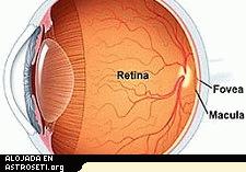 <a href=http://webvision.med.utah.edu/ target=_blank>Retina</a>