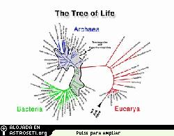 El rbol de la vida, dividido en tres tipos principales de clulas, aquellas con y sin ncleo (procariotas bacterianas y eucariotas animales), precedido por la raz del rbol, Archaea.