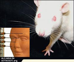 Los bigotes de una rata son exquisitamente sensibles a los objetos del entorno del animal. Ahora investigadores de Northwestern han diseñado bigotes robóticos que imitan a los bigotes de rata (recuadro).
Crédito: Northwestern University