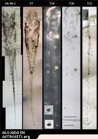 Rastros de partículas de cometas, en aerogel.
Créditos: Stardust, JPL, NASA