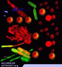 Micrografías fluorescentes de cianobacterias. Hace algo más de 2 mil millones de años, las cianobacterias (procariotas fotosintéticas productoras de oxígeno) fueron responsables por iniciar el proceso que aumentó la concentración de oxígeno atmosférico desde menos de un uno por ciento hasta el aproximadamente veinte por ciento actual.
Crédito: Mary Sarcina University College London
