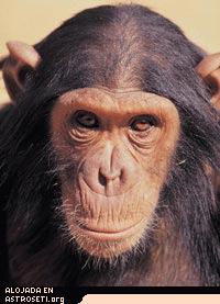 Científicos del Instituto Tecnológico de Georgia encontraron que la proporción de evolución molecular de los chimpancés es más cercana a la de los humanos que a otros monos.