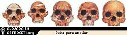 Progresin de colmillos a dientes, de una frente baja a una frente alta.