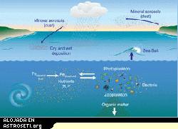 Las tormentas de polvo envían partículas ricas en hierro (aerosoles minerales) desde los continentes hacia la atmósfera. Caen, o llueven, sobre los océanos, donde el hierro se disuelve en una forma que es utilizada para vivir y crecer, junto a otros nutrientes tales como los nitratos (N) y los fosfatos (P), por el fitoplancton y las bacterias. Los animales marinos pequeños (zooplancton) comen el fitoplancton y las bacterias. Cuando excretan sus cápsulas fecales o cuando mueren, la materia orgánica es transferida a las profundidades.
Crédito: Jack Cook, Woods Hole Oceanographic Institution
