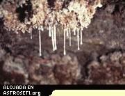Las esnotitas son estalactitas goteantes, viscosas y pegajosas hechas de una especie de mucus que contiene muchas bacterias y preciosas formaciones cristalinas microscópicas de yeso.
Crédito: Diana Northrup