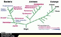 El “Árbol” o “Trama” de la Vida. “Toda la vida en la Tierra está relacionada; todo puede ser rastreado hacia un sola trama de vida”. - Chris McKay.