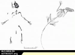 Composición (izquierda) y reconstrucción (derecha) de esqueletos de D. Szalayi, el ancestro de los primates más antiguo conocido.
Crédito: Bloch, et al./ PNAS