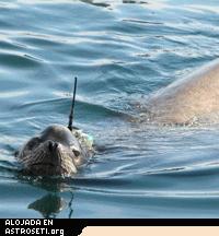 Un león marino macho comparte su conocimiento íntimo del océano con los investigadores por medio de instrumento electrónico de rastreo.
Crédito: Mike Weise