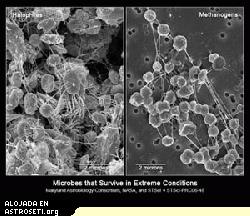 Estos primeros planos, tomados por un microscopio electrónico, revelan diminutos organismos unicelulares llamados halófilos y metanógenos. Los estudios muestran que estos microbios pueden sobrevivir a temperaturas por debajo del punto de congelación y se encuentran en el rango de temperaturas presentes hoy en día en Marte.
Crédito: Consorcio de Astrobiología de Maryland, NASA y STSc1.