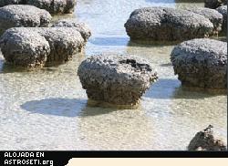Estromatolitos modernos en Shark’s Bay, Australia. Aunque en la actualidad son escasos, estas comunidades microbianas representan algunas de las primeras formas de vida que se desarrollaron en la Tierra