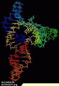 Estructura cristalina del ribozima L1 ligasa.
Imagen de M. Robertson y W. Scott (Science, 16 de marzo de 2007)