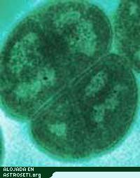 Fotomicrografía electrónica de Deinococcus radiodurans, el organismo más resistente a las radiaciones que se conoce.
Crédito: DOE