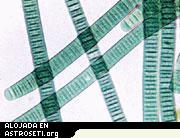 Las cianobacterias fueron los primeros microbios que produjeron oxígeno mediante fotosíntesis, y aún desempeñan un papel en la interacción de la vida con el entorno terrestre hoy en día.
Crédito: UC Berkeley