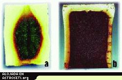 <i>La investigación ha mostrado que la forma como se quema un material como la espuma de poliuretano bajo gravedad normal y aire (a) no es una indicación de cómo reaccionará en microgravedad y una atmósfera de oxígeno enriquecido (b).</i>