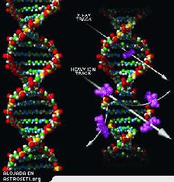 <i>Una copia de la vida, la doble hélice del ADN (izquierda), se encuentra en las células de todo, desde bacterias hasta astronautas. La exposición a la radiación (derecha) puede cambiar o perturbar las cadenas del polímero de nucleótidos unidas entre sí, causando terribles consecuencias tanto al propio organismo como a las futuras generaciones.</i>