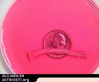 <i>Un ligamento de prueba hecho crecer en un biorreactor.
 (Tufts)</i>
