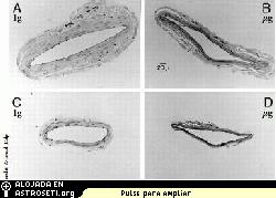 <i>Delp est examinando la hiptesis de que los vasos sanguneos de las ratas se vuelven ms finos y dbiles en microgravedad real, tal como sucede en microgravedad simulada, como se muestra en las imgenes B y D (las imgenes A y C muestran vasos sanguneos de control en gravedad normal).</i>