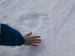 Huellas de oso polar en la nieve, comparadas con el tamao de una mano.  Los peligros del Gran Norte Blanco, alrededor del vertiente norte de Alaska.
<i> Imagen: M. Pruis</i>
