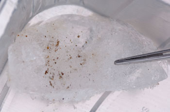 Fragmentos minerales atrapados asociados con comunidades microbianas aparecen en el interior del hielo azul.
Foto: Kjell Ove Storvik/AMASE
