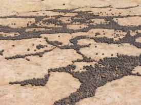 Piedras con forma de canicas conocidas como concreciones de hematite ensucian la superficie del asperón de Navajo en el Monumento Nacional Grand Staircase-Escalante (Grand Staircase-Escalante National Monument) en el sur de Utah. Las rocas se amontonaron después de la erosión de la piedra arenisca que había a su alrededor. Son similares a las llamadas “moras azules” descubiertas en Marte por el exporador Opportunity de la NASA.
Fuente: Brenda Beitler, Universidad de Utah.
