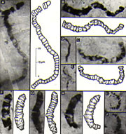 Los microfósiles Sílex Apex (arriba) formados en colaboración con fluidos calientes cerca de una estructura volcánica.
Crédito: UCLA