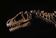 ¿Tienen todas las especies su época gloriosa?. Los dinosaurios dominaron el planeta por más de 150 millones de años, ocupando todos los nichos que los mamíferos ocupan en la actualidad. Durante la era de los dinosaurios, nuestros ancestros eran pequeñas criaturas, similares a los roedores, hurgando entre la hierba en busca de comida. ¿Qué es lo que cuenta en estas aparentemente desiguales ventajas competitivas?.
Crédito de imagen: National Geographic