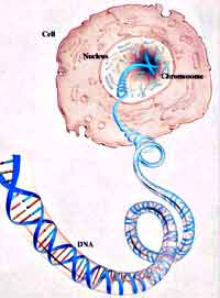 La biomolcula de DNA est enrollada por todo el ncleo celular.