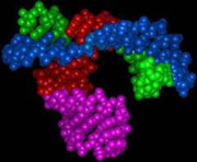 Este ribosoma cuya estructura 3D tiene forma de cabeza de martillo (en rojo, verde y púrpura) aparece unido a un inhibidor completo del sustrato de ADN (en azul).
Crédito: Pley, Flaherty & McKay/Nature