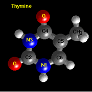 Estructura de la timina, una de las bases encontrada en el ADN y no en el ARN. Crédito: Richard B. Hallick