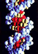 La historia de una molécula de ADN esta esculpida en su estructura química. Crédito: UIC
