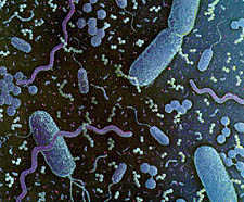 An si la vida extraterrestre est limitada a organismos microscpicos, los astrobilogos dicen que el descubrimiento cambiar a la sociedad humana de una manera muy profunda. Crdito: Conneticut Food Protection Program