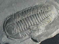 Fsil de trilobite de 400 millones de aos.  Los trilobites dominaron la Tierra como una fauna marina durante el Perodo Cmbrico.
<i>Imagen: NYSED</i>
