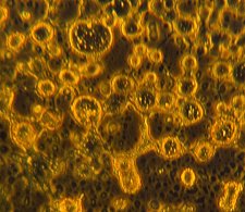 En un <a href=http://nai.arc.nasa.gov/index.cfm?page=cellmembranes target=_blank>proyecto relacionado</a>
realizado por miembros del Instituto de Astrobiología de la NASA, los científicos crearon estructuras orgánicas primitivas parecidas a células. Lo hicieron en el laboratorio duplicando las duras condiciones del frío espacio interestelar. ¿Acaso los cometas transportaron tales protocélulas hasta la Tierra?.