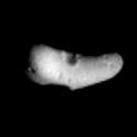 <A HREF= http://near.jhuapl.edu/iod/20000214c/20000214c.mov target=_blank>Video:</A> Eros rotando. Crdito: Universidad Johns Hopkins APL.
