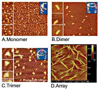 Usando RNA como monmero, dmero y trmeros en combinacin. Nano- es griego y significa pequeo. Un nanmetro es una billonsima parte de un metro y la nanotecnologa es el diseo y manufactura de artefactos en el rango de 100 nanmetros hasta 0.1 nanmetros - aproximadamente diez veces el dimetro del tomo de hidrgeno -. En su conferencia visionaria dada en Caltech en 1959, el Laureado con el Nobel Richard Feynmann proporcion a la idea de la nanotecnologa una apariencia cuantitativa en <A href="http://www.zyvex.com/nanotech/feynman.html">su discurso</A> titulado: Hay suficiente espacio al fondo. Desde el principio Feymann pregunt: por qu no podemos escribir los 24 volmenes enteros de la Enciclopedia Britnica en la cabeza de un alfiler? Despus de cuatro dcadas, sus predicciones han resultado ser muy descriptivas. 
Crdito: Purdue