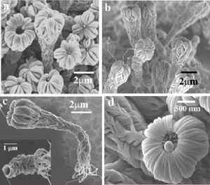 Nanoflores y nanorboles de carburo de silicio. <i>Crdito: IOP/Wei Ho</i>