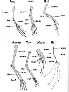 Evolución de las especies de cinco dedos.