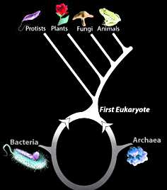 Anillo de la vida derivado del análisis de 30 genes, versión modificada del clásico árbol de la vida que mostraba los reinos dominantes.
Crédito: UCLA.