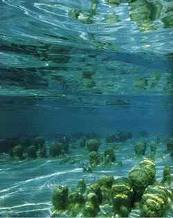 Colonias modernas del arrecife, Sharks Bay, Australia Occidental