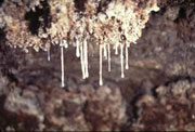 Las esnotitas son estalactitas goteantes, viscosas y pegajosas hechas de una especie de mucus que contiene muchas bacterias y preciosas formaciones cristalinas microscpicas de yeso.
Crdito: Diana Northrup