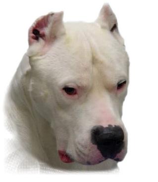 dogo_argentino