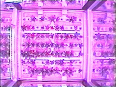 Una vista cenital del compartimiento AVANZADO DE ASTROCULTIVO™ en la I.S.S, a los 28 días de experimento. Las cabezas frondosas de las plantas de Arabidopsis son visibles a la luz rojiza, que es una frecuencia (color) de luz que esas plantas pueden utilizar para la fotosíntesis. Imagen cortesía del Centro de Vuelos Espaciales Marshall de la NASA.