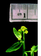 Una planta de Arabidopsis con las minúsculas vainas en la copa conteniendo las semillas. El pequeño tamaño de esta planta fue una de las razones por las que los investigadores la eligieron para el experimento a bordo de la I.S.S. Donde el espacio físico no sobra.